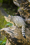 wildcat