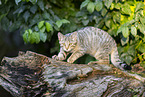 wildcat