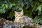 wildcat