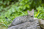 wildcat