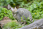 wildcat