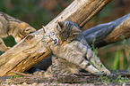 wildcat