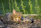 wildcat