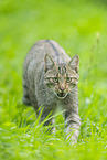wildcat