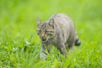 wildcat