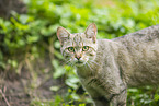 wildcat