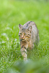 wildcat