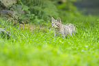 wildcat