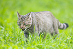 wildcat
