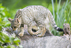 wildcat