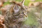 wild cat