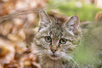 wild cat