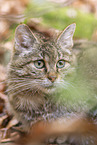 wild cat