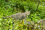 european wildcat