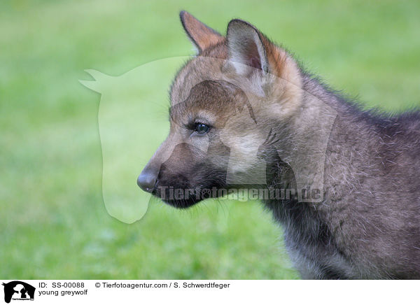 junger Grauwolf / young greywolf / SS-00088