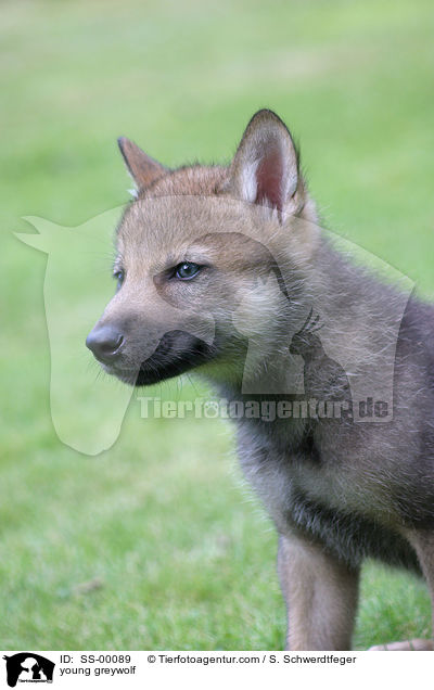 junger Grauwolf / young greywolf / SS-00089