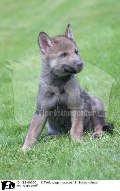 young greywolf / SS-00090