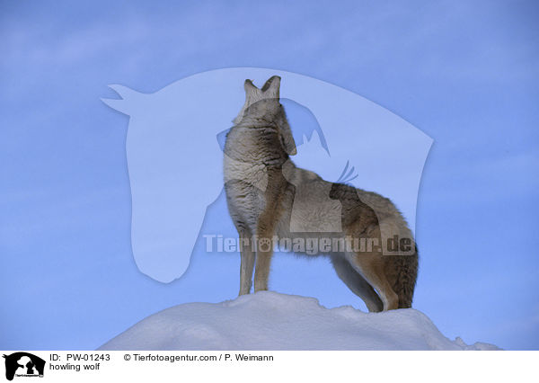 heulender Wolf / howling wolf / PW-01243
