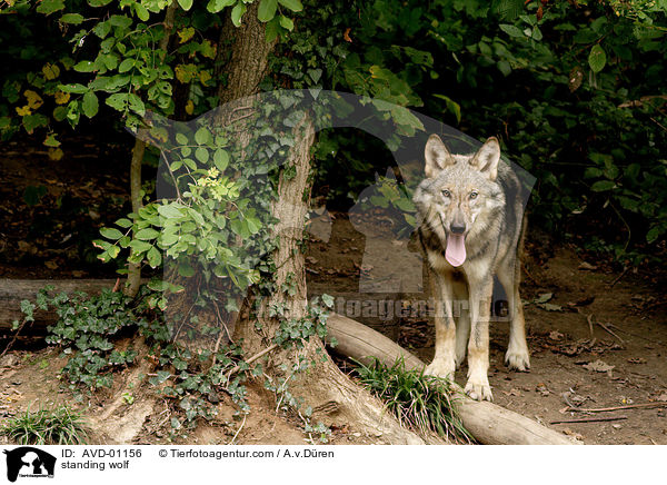 stehender Wolf / standing wolf / AVD-01156