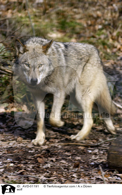 Wolf / wolf / AVD-01191