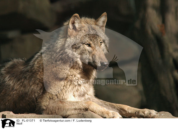 Wolf / Wolf / FL-01371
