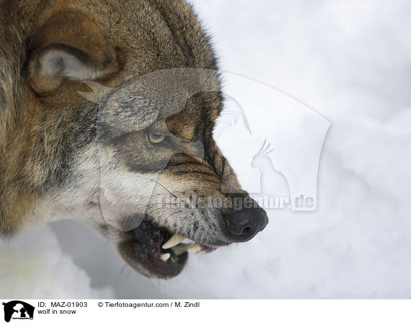 Wolf im Schnee / wolf in snow / MAZ-01903