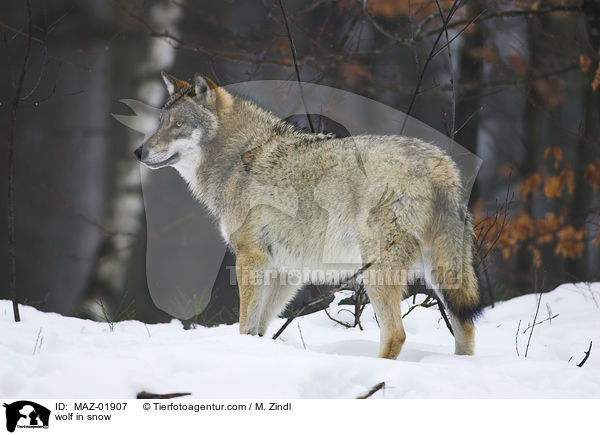 Wolf im Schnee / wolf in snow / MAZ-01907