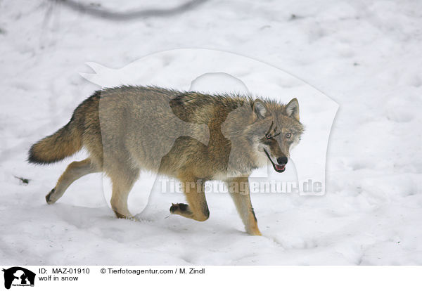 wolf in snow / MAZ-01910