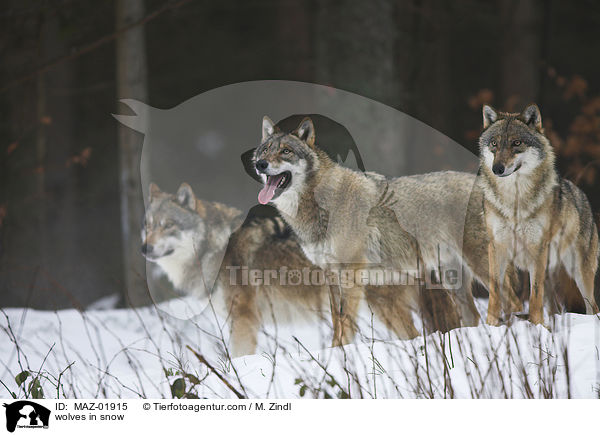 Wlfe im Schnee / wolves in snow / MAZ-01915