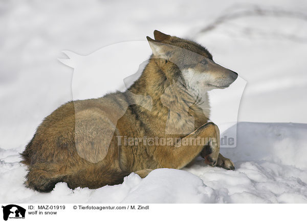 wolf in snow / MAZ-01919