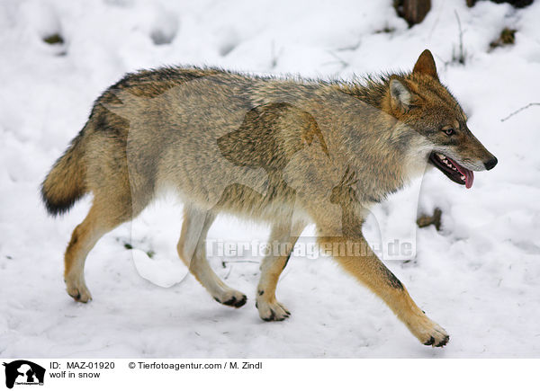 wolf in snow / MAZ-01920