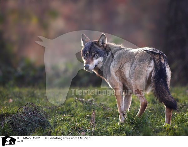 Wolf / wolf / MAZ-01932