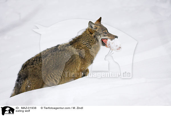 fressender Wolf / eating wolf / MAZ-01938