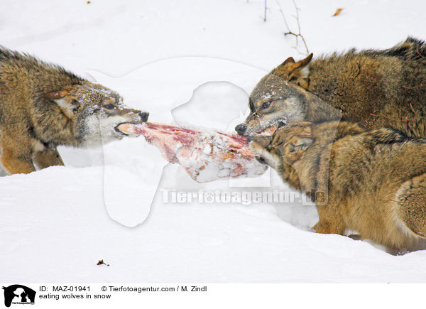 eating wolves in snow / MAZ-01941