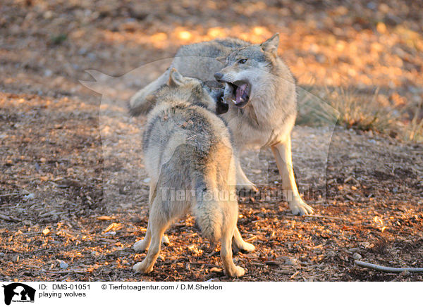 playing wolves / DMS-01051