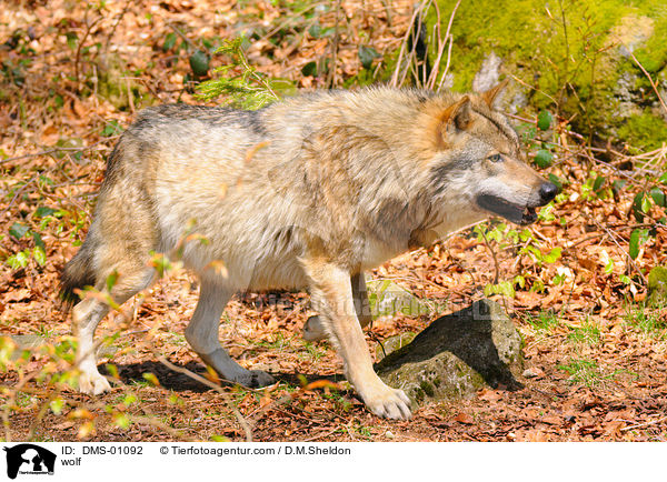 wolf / DMS-01092