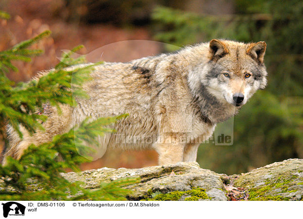 Wolf / wolf / DMS-01106