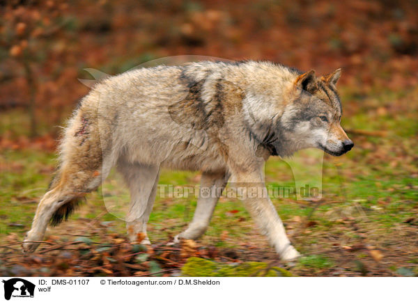 Wolf / wolf / DMS-01107