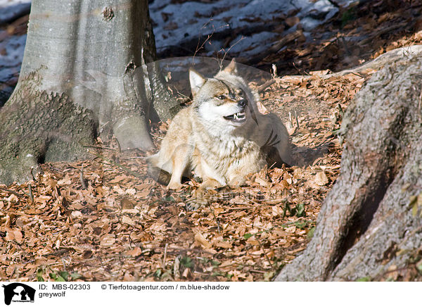 Europischer Wolf / greywolf / MBS-02303