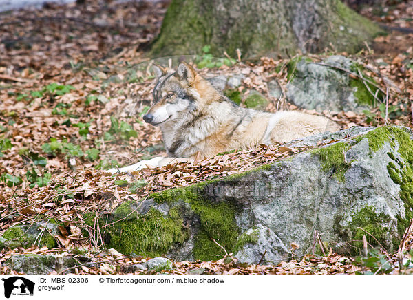 Europischer Wolf / greywolf / MBS-02306