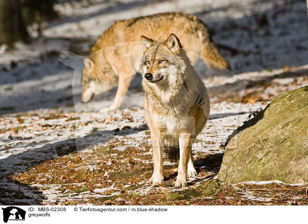 Europische Wlfe / greywolfs / MBS-02308