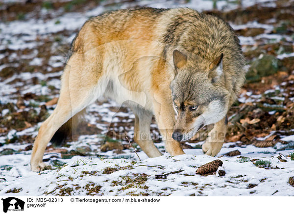 greywolf / MBS-02313
