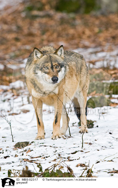 greywolf / MBS-02317
