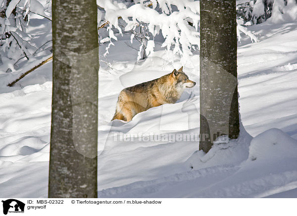 greywolf / MBS-02322