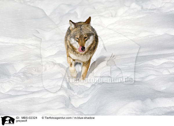 greywolf / MBS-02324