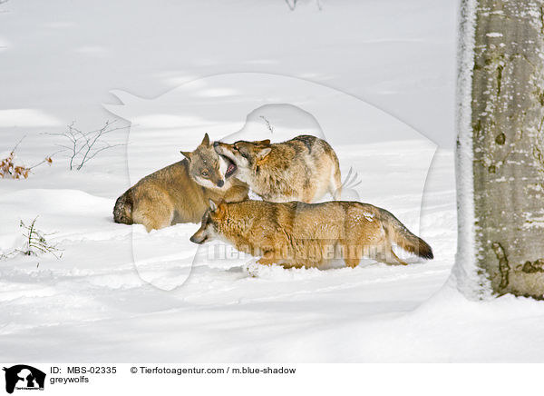 greywolfs / MBS-02335
