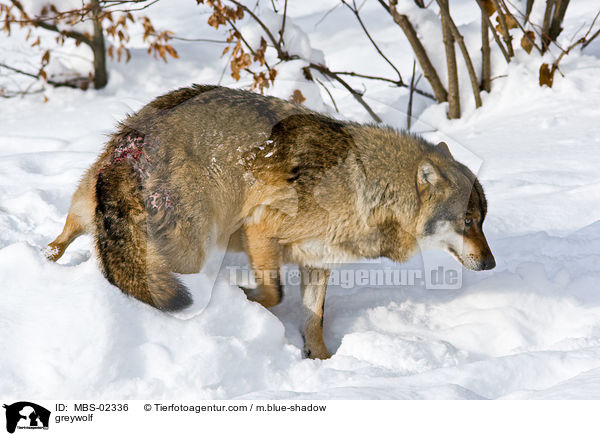 Europischer Wolf / greywolf / MBS-02336