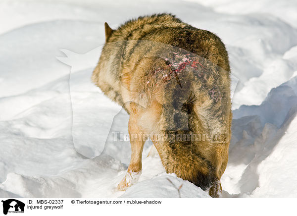 verletzter Europischer Wolf / injured greywolf / MBS-02337