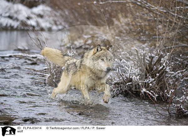 Wolf / wolf / FLPA-03414