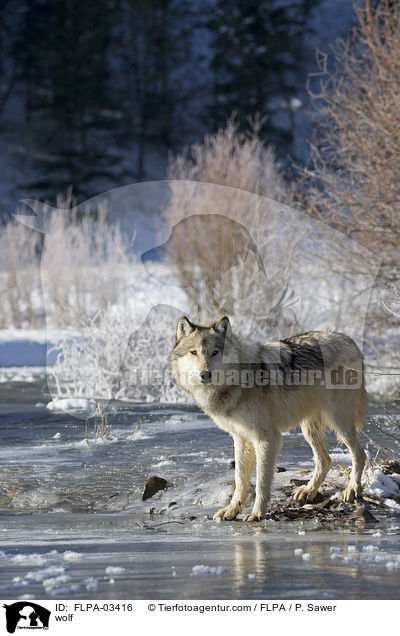 Wolf / wolf / FLPA-03416
